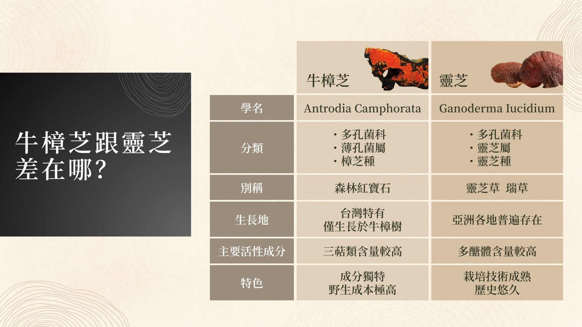 牛樟芝跟靈芝差異