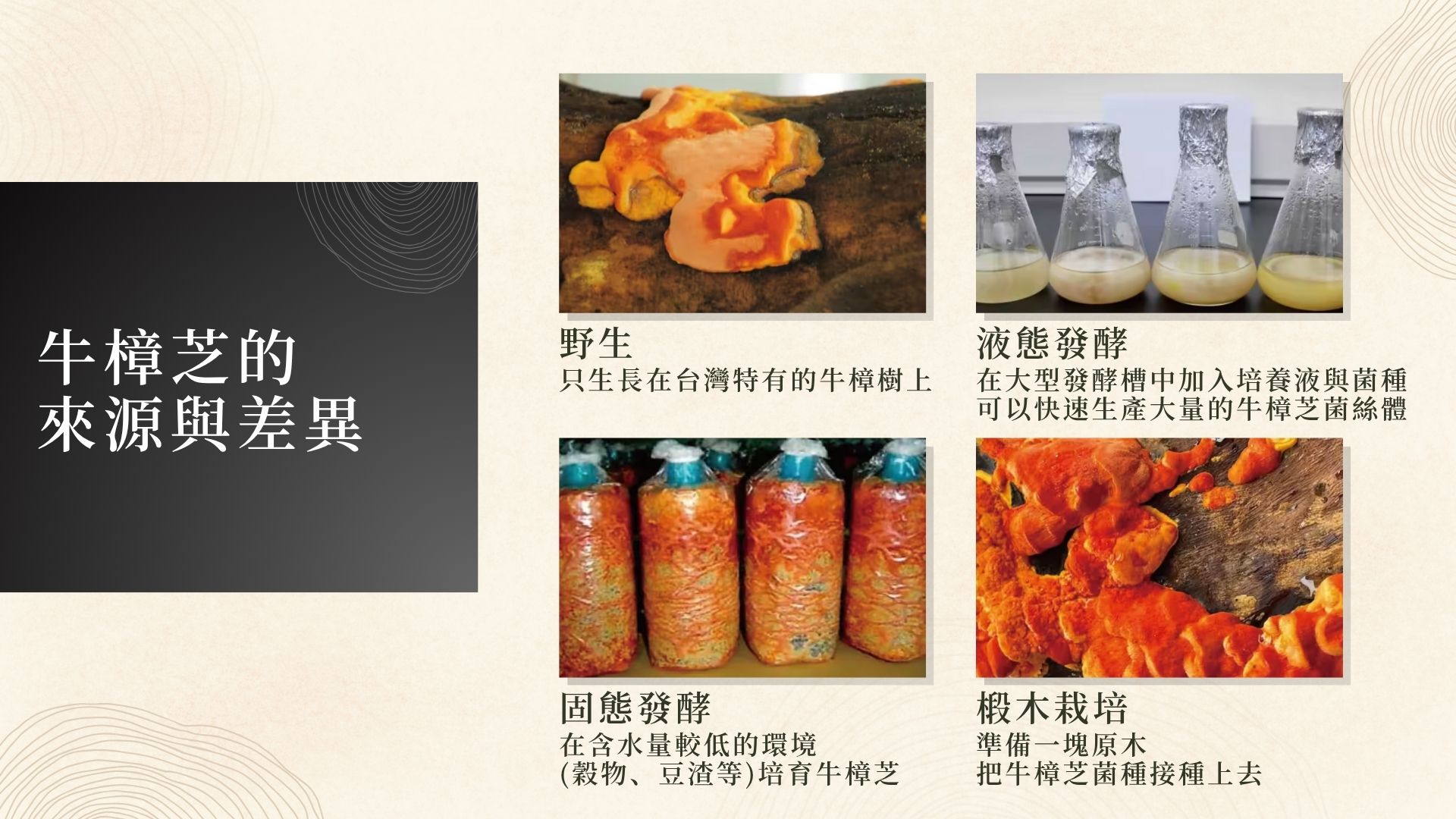 牛樟芝來源與差異