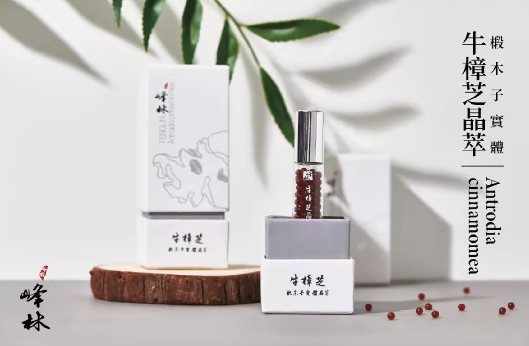 牛樟芝推薦峰林牛樟芝晶萃