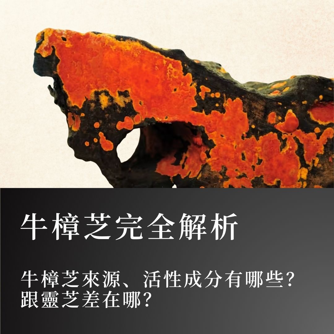 【牛樟芝完全解析】牛樟芝來源、活性成分有哪些？跟靈芝差在哪？