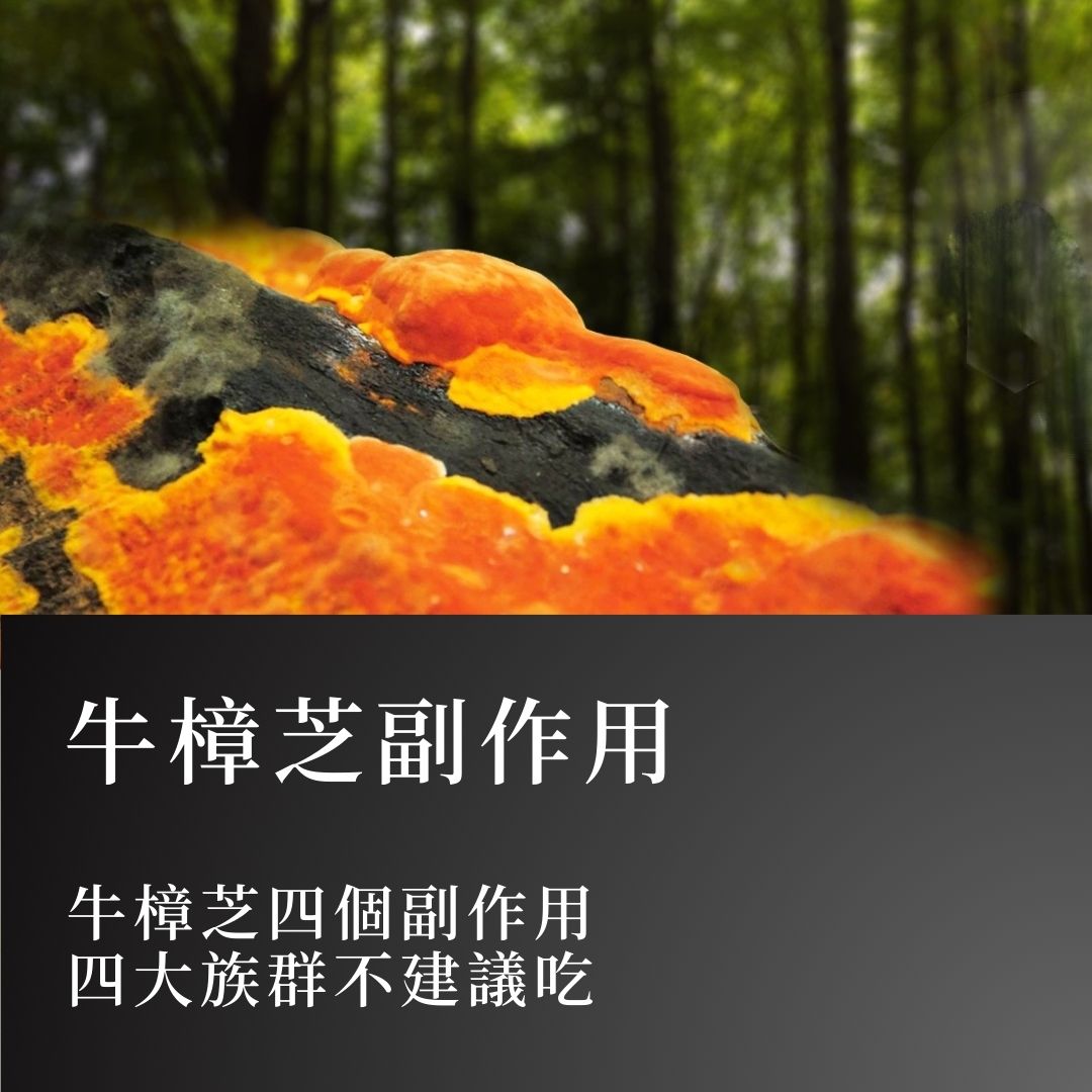 牛樟芝副作用全面解析：牛樟芝 4 個副作用和 4 大族群不建議吃